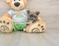 5 week old Morkie Puppy For Sale - Simply Southern Pups