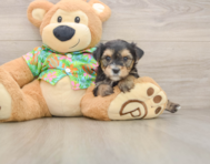 5 week old Morkie Puppy For Sale - Simply Southern Pups