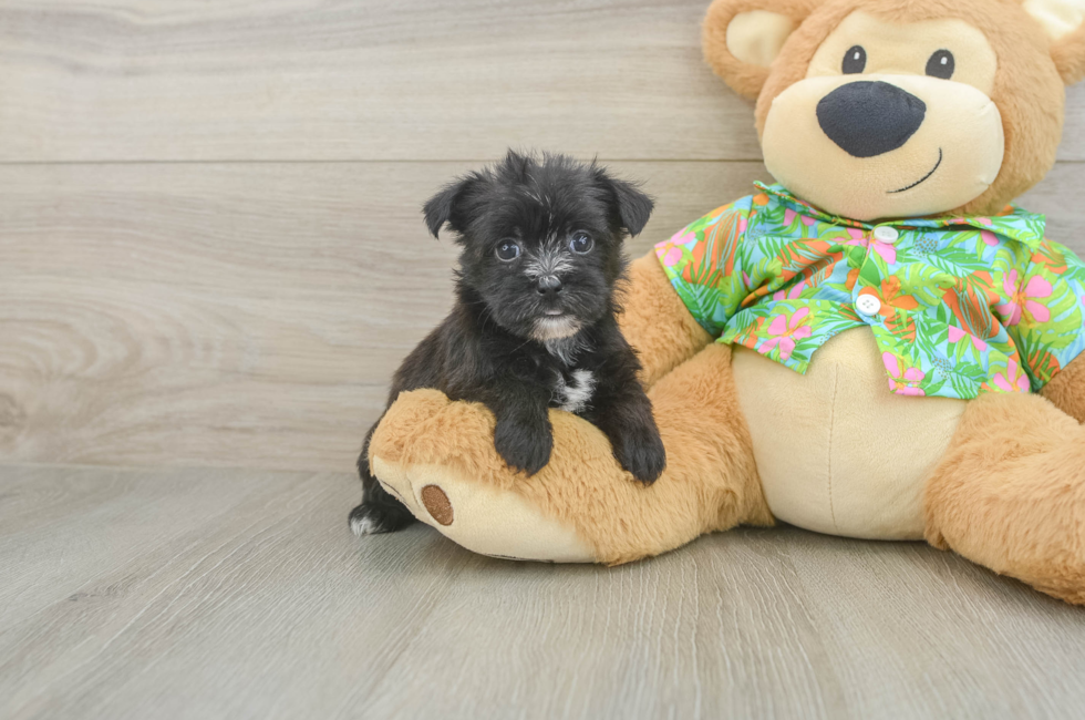 5 week old Morkie Puppy For Sale - Simply Southern Pups