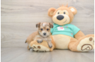 Morkie Pup Being Cute