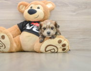 5 week old Morkie Puppy For Sale - Simply Southern Pups