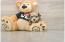 Best Morkie Baby