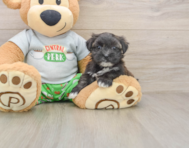 5 week old Morkie Puppy For Sale - Simply Southern Pups