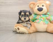 5 week old Morkie Puppy For Sale - Simply Southern Pups