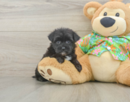 6 week old Morkie Puppy For Sale - Simply Southern Pups