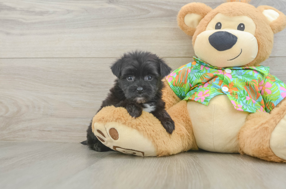 5 week old Morkie Puppy For Sale - Simply Southern Pups