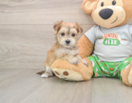 5 week old Morkie Puppy For Sale - Simply Southern Pups