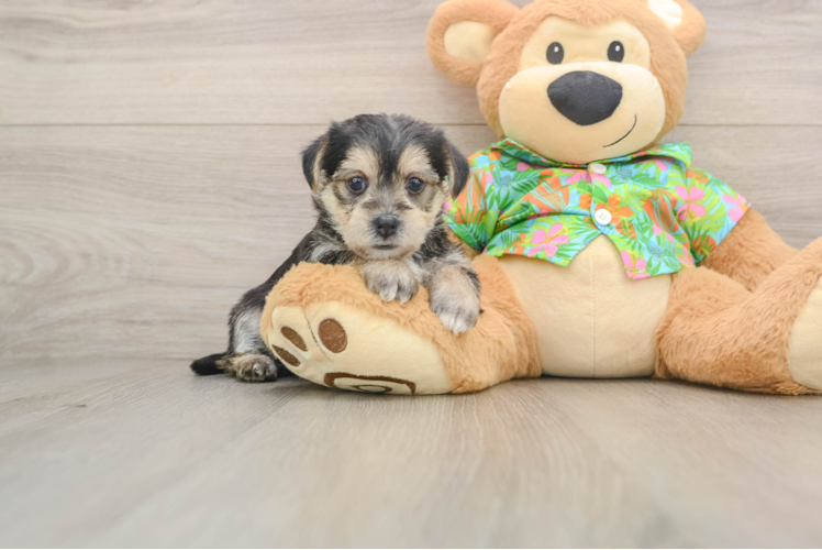 Morkie Pup Being Cute
