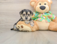 5 week old Morkie Puppy For Sale - Simply Southern Pups