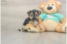 Best Morkie Baby
