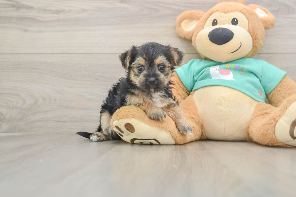 Best Morkie Baby