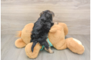Small Morkie Baby