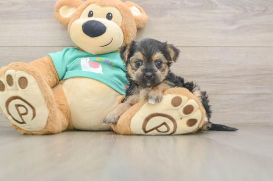 Best Morkie Baby