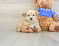 6 week old Morkie Puppy For Sale - Simply Southern Pups