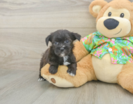 6 week old Morkie Puppy For Sale - Simply Southern Pups