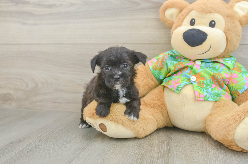 5 week old Morkie Puppy For Sale - Simply Southern Pups