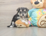 5 week old Morkie Puppy For Sale - Simply Southern Pups