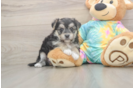 Playful Maltese Yorkie Mix Designer Puppy