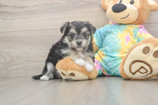 Playful Maltese Yorkie Mix Designer Puppy