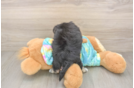 Morkie Pup Being Cute