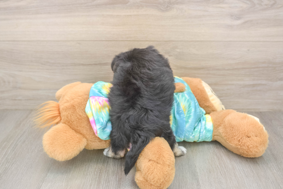 Morkie Pup Being Cute