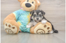 Morkie Puppy for Adoption