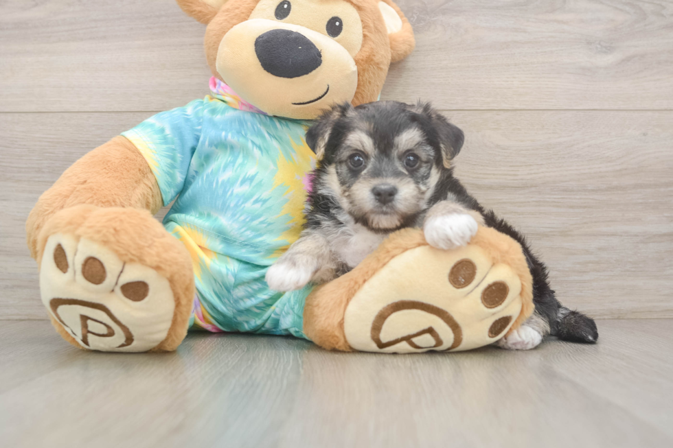 Morkie Puppy for Adoption