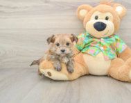 5 week old Morkie Puppy For Sale - Simply Southern Pups