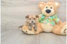 Cute Morkie Baby