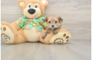Smart Morkie Designer Pup