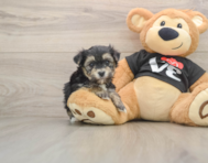 5 week old Morkie Puppy For Sale - Simply Southern Pups