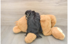 Best Morkie Baby