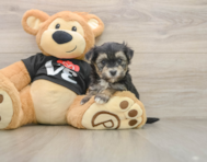 5 week old Morkie Puppy For Sale - Simply Southern Pups