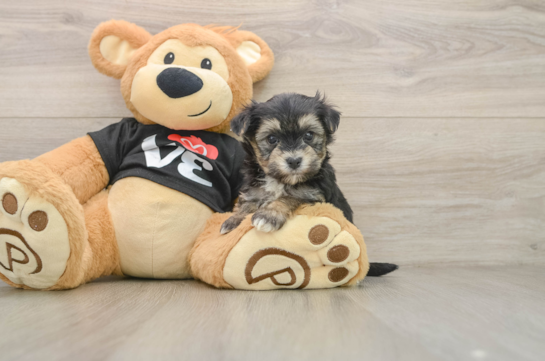 Best Morkie Baby