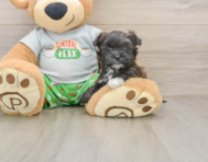 5 week old Morkie Puppy For Sale - Simply Southern Pups