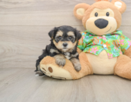 5 week old Morkie Puppy For Sale - Simply Southern Pups