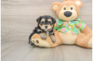 Fluffy Morkie Designer Pup