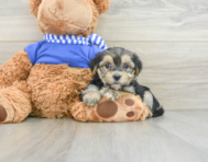 8 week old Morkie Puppy For Sale - Simply Southern Pups