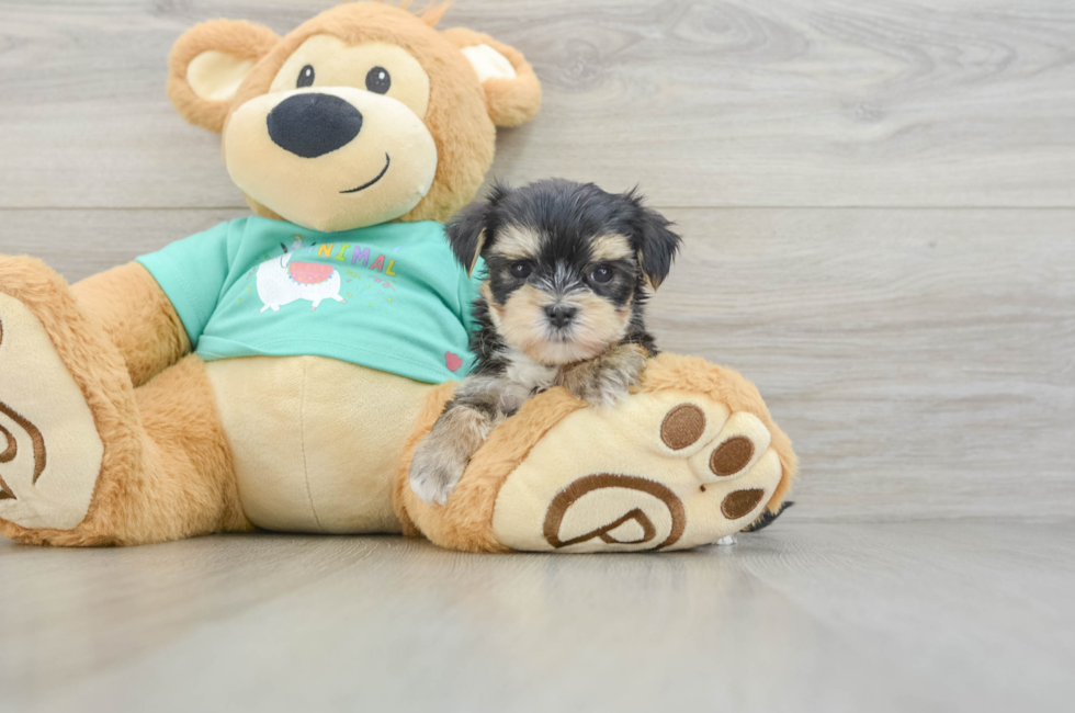 7 week old Morkie Puppy For Sale - Simply Southern Pups