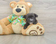 7 week old Morkie Puppy For Sale - Simply Southern Pups