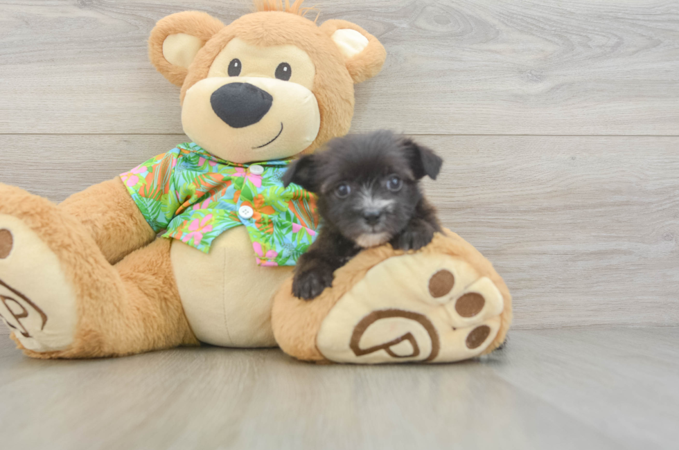 5 week old Morkie Puppy For Sale - Simply Southern Pups