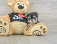 7 week old Morkie Puppy For Sale - Simply Southern Pups