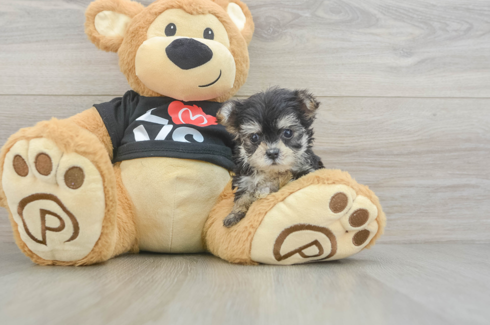 7 week old Morkie Puppy For Sale - Simply Southern Pups
