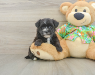 6 week old Morkie Puppy For Sale - Simply Southern Pups
