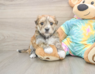 5 week old Morkie Puppy For Sale - Simply Southern Pups