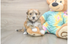 Energetic Yorkiemalt Designer Puppy