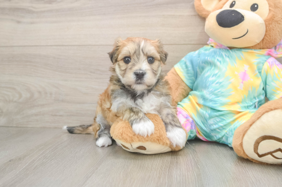 5 week old Morkie Puppy For Sale - Simply Southern Pups