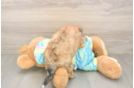 Little Yorkiemalt Designer Puppy