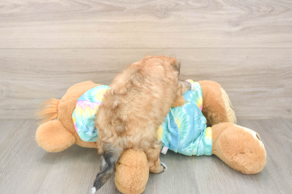 Little Yorkiemalt Designer Puppy
