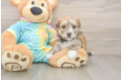 Petite Morkie Designer Pup